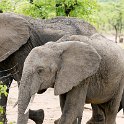 ZMB EAS SouthLuangwa 2016DEC09 KapaniLodge 038 : 2016, 2016 - African Adventures, Africa, Date, December, Eastern, Kapani Lodge, Mfuwe, Month, Places, South Luanga, Trips, Year, Zambia